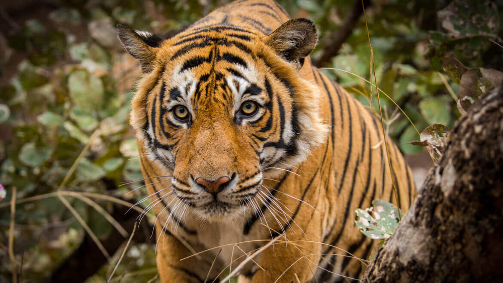 Experience Thrilling Tiger Sightings at Ranthambore National Park in ...