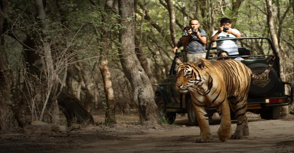 jungle safari india delhi